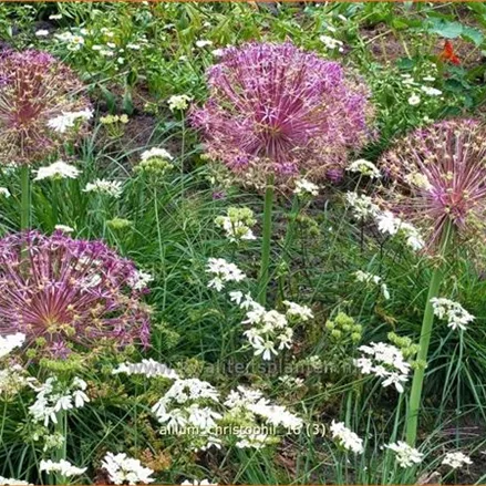 Allium christophii (pot 11 cm)