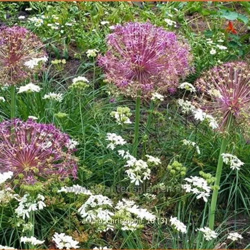 Allium christophii (pot 11 cm)