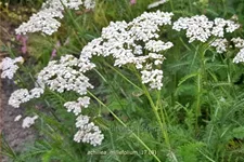 Achillea millefolium