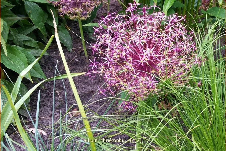 Allium christophii (pot 11 cm)
