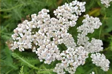 Achillea millefolium