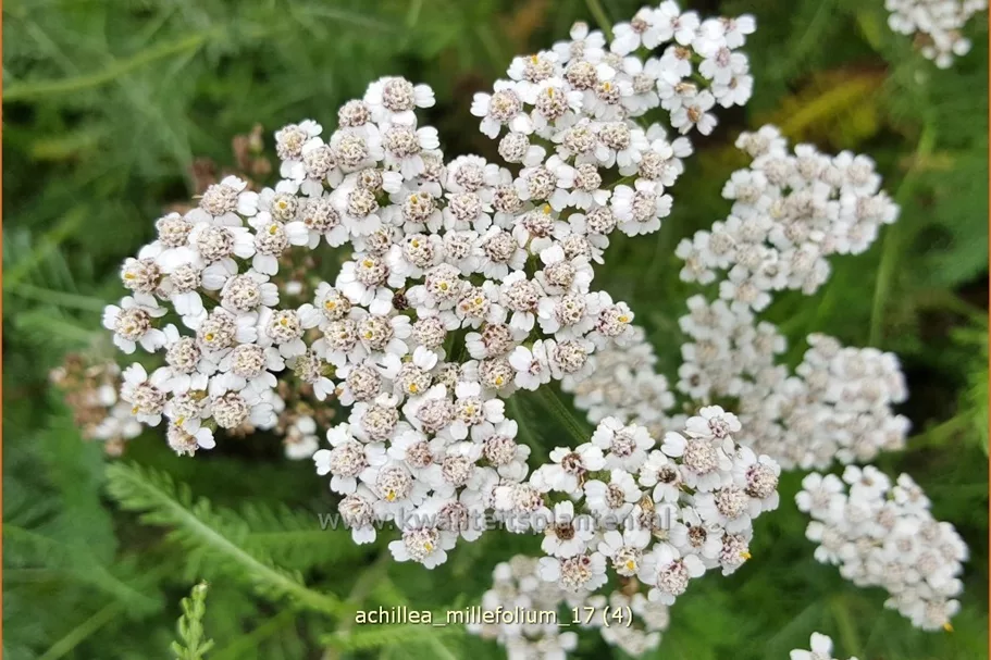 Achillea millefolium