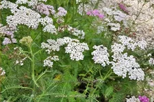 Achillea millefolium