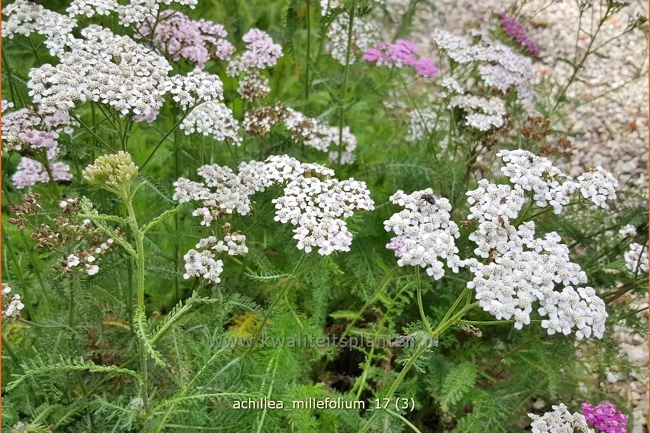Achillea millefolium