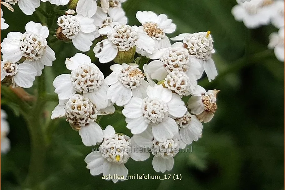 Achillea millefolium