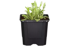 Achillea millefolium