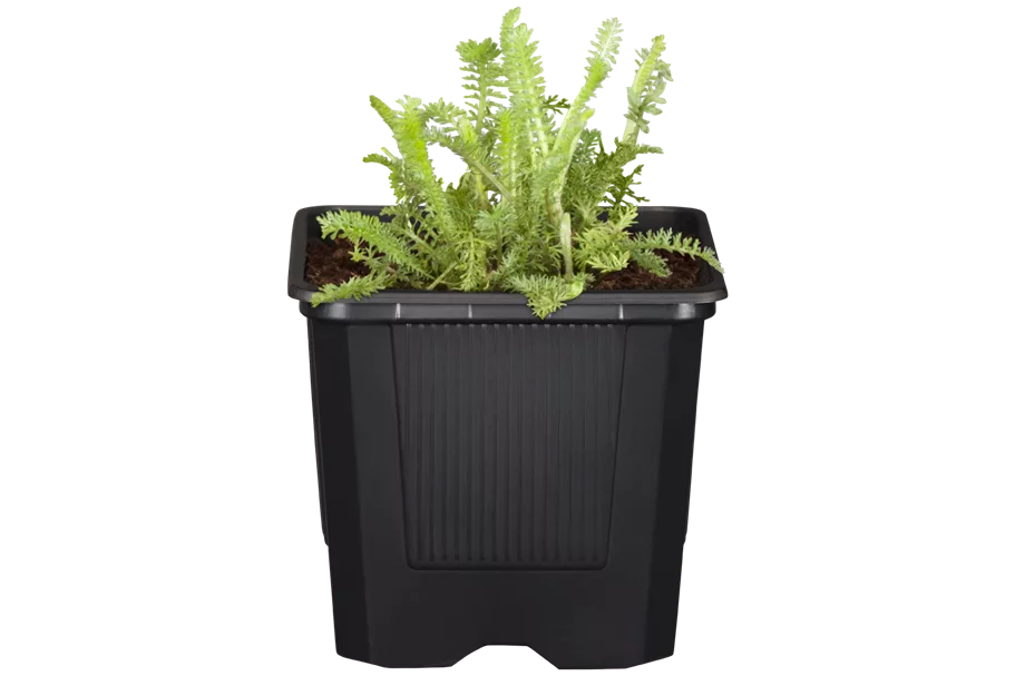 Achillea millefolium