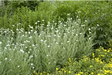 Achillea millefolium
