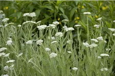 Achillea millefolium