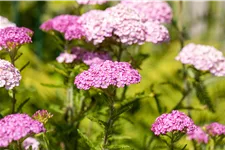 Achillea millefolium