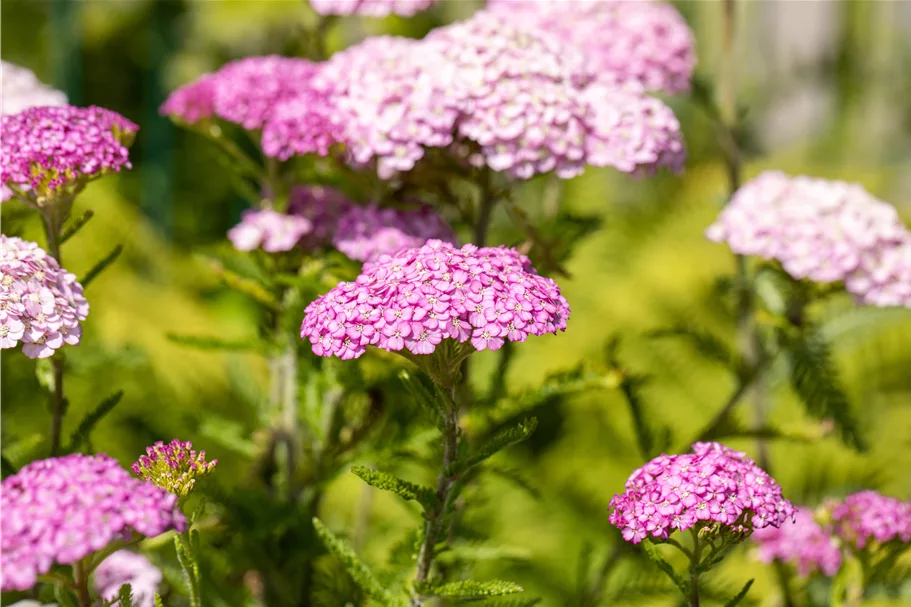 Achillea millefolium