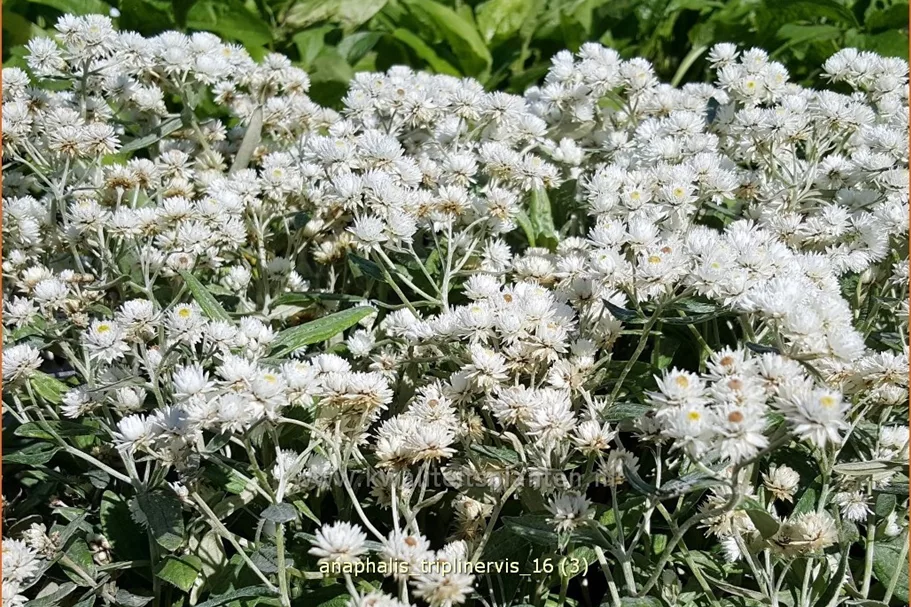 Anaphalis triplinervis