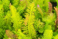 Achillea millefolium