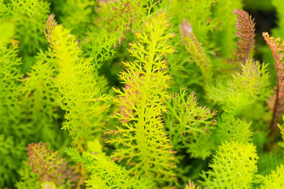 Achillea millefolium