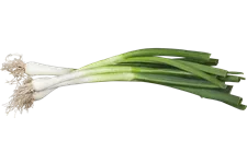 Allium fistulosum
