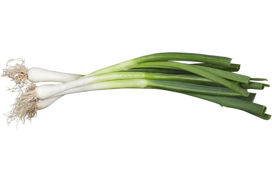 Allium fistulosum