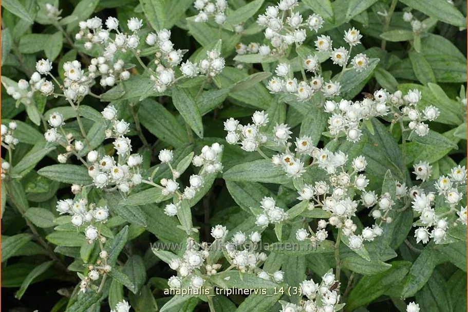 Anaphalis triplinervis