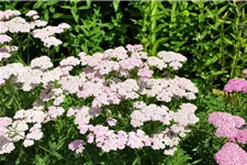 Achillea millefolium