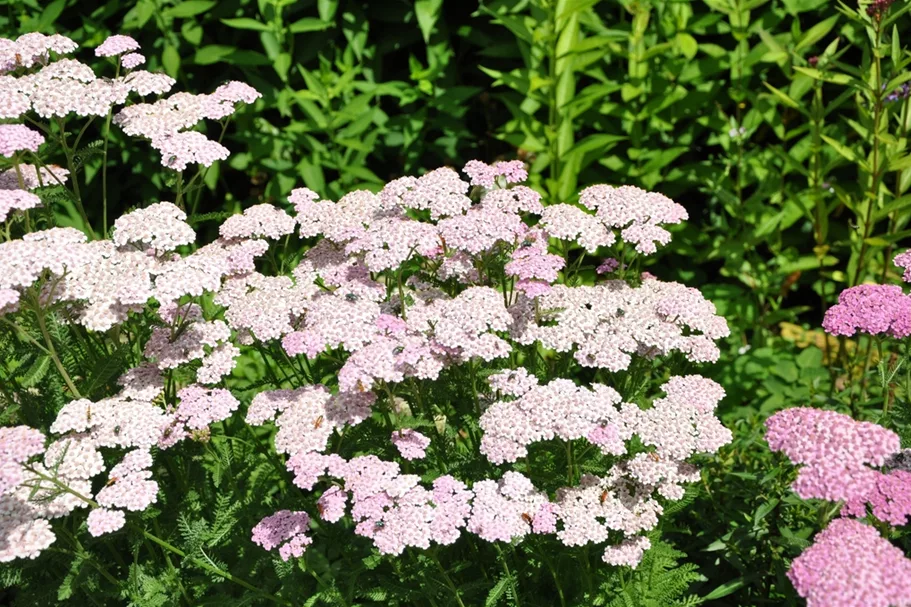 Achillea millefolium