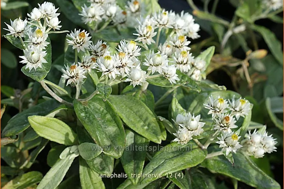 Anaphalis triplinervis