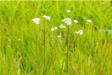 Achillea millefolium