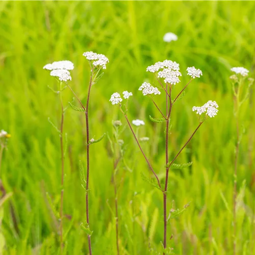 Achillea millefolium