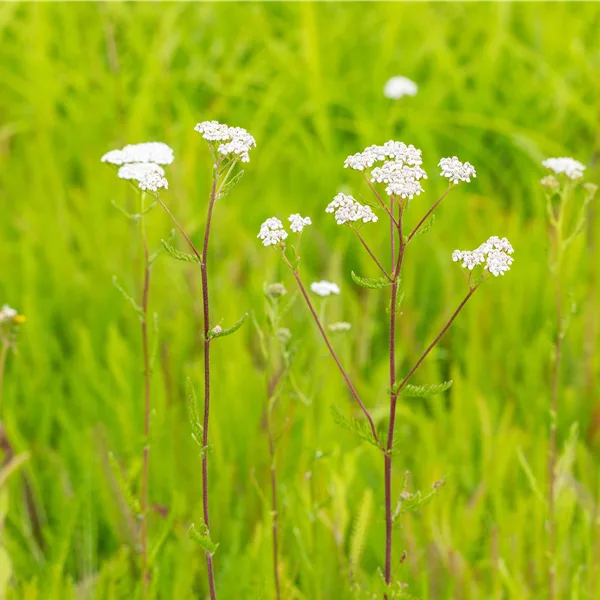 Achillea millefolium