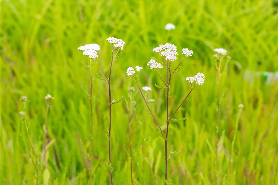 Achillea millefolium