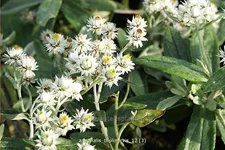 Anaphalis triplinervis