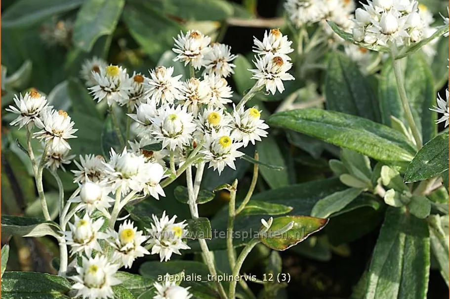 Anaphalis triplinervis