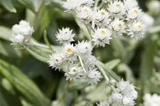 Anaphalis triplinervis