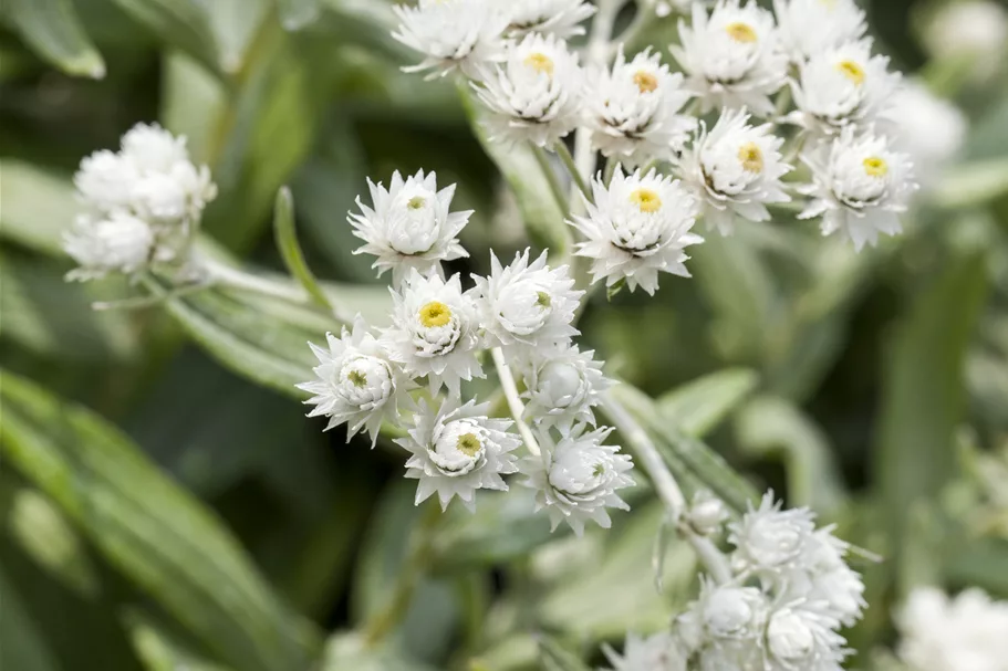 Anaphalis triplinervis