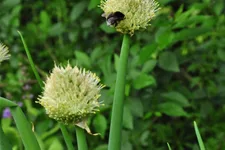 Allium fistulosum