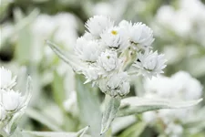 Anaphalis triplinervis