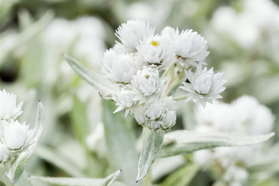 Anaphalis triplinervis