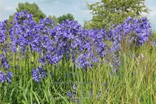 Agapanthus africanus 'Pretty Heidy'