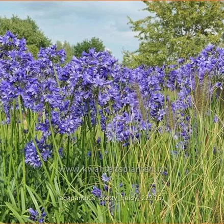 Agapanthus africanus 'Pretty Heidy'