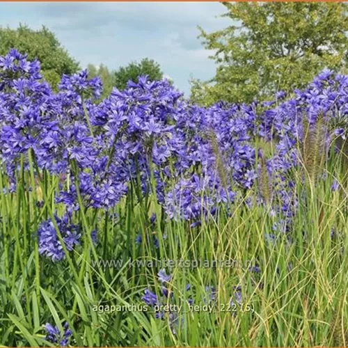 Agapanthus africanus 'Pretty Heidy'