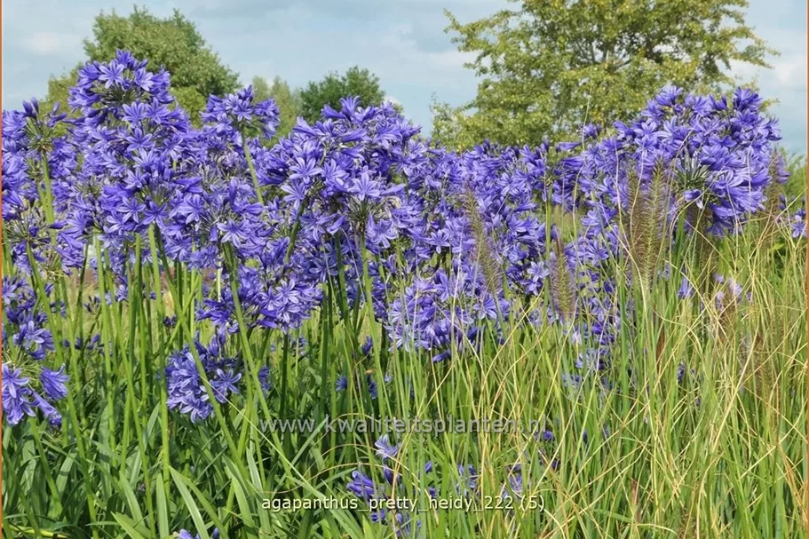 Agapanthus africanus 'Pretty Heidy'