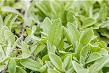 Anaphalis triplinervis