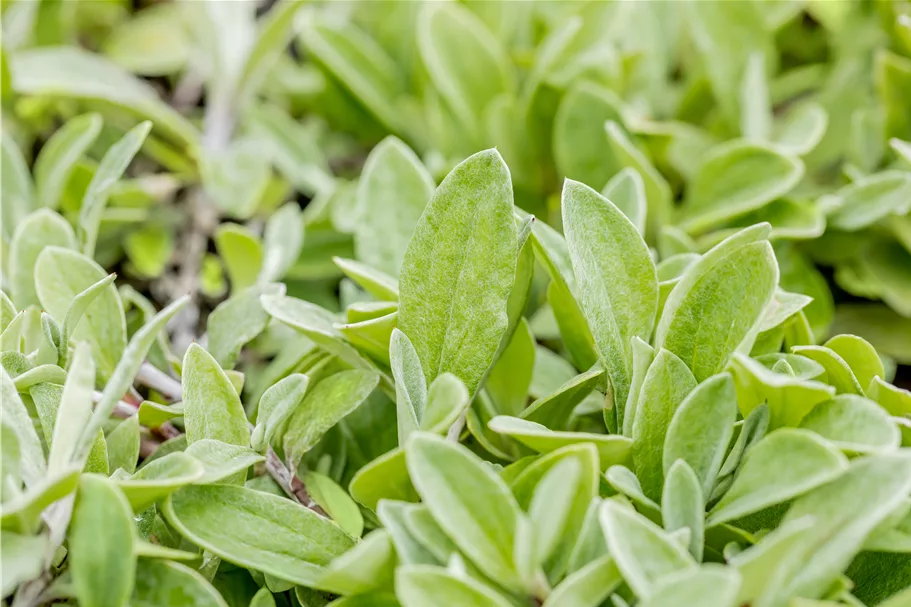 Anaphalis triplinervis