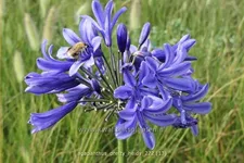 Agapanthus africanus 'Pretty Heidy'