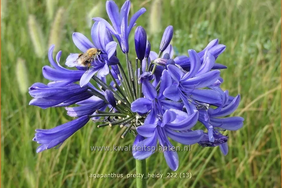 Agapanthus africanus 'Pretty Heidy'