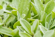 Anaphalis triplinervis