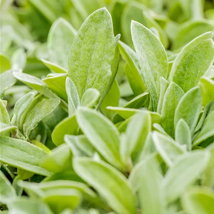 Anaphalis triplinervis