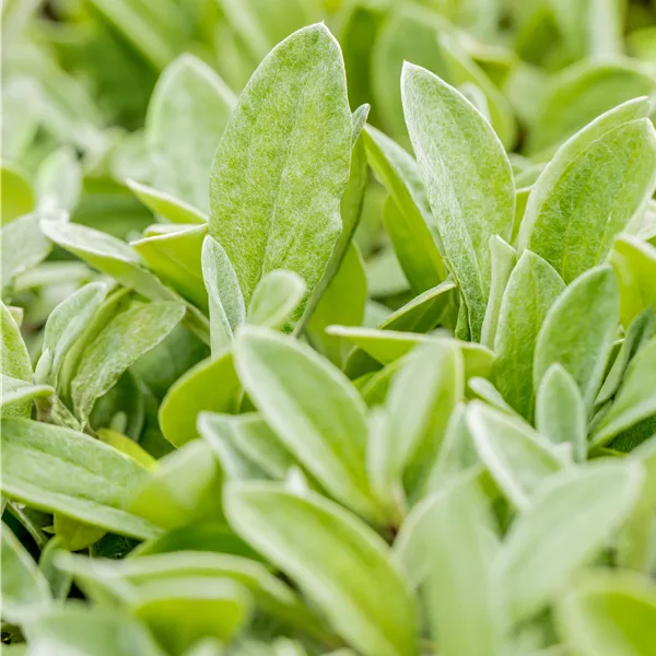 Anaphalis triplinervis