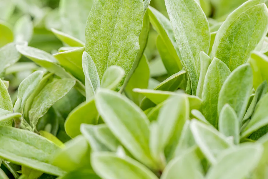 Anaphalis triplinervis