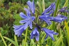 Agapanthus africanus 'Pretty Heidy'