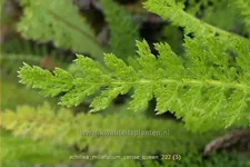 Achillea millefolium 'Cerise Queen'