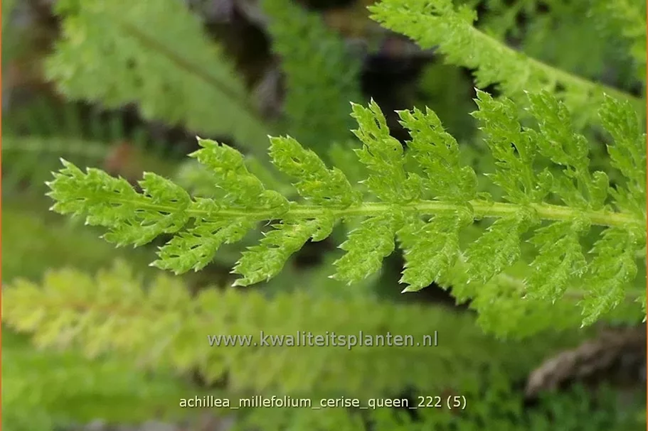 Achillea millefolium 'Cerise Queen'